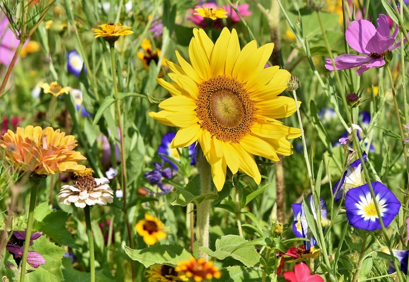 Spring garden
